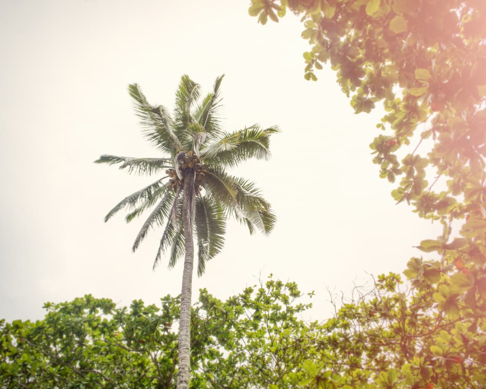 Tropical Palm Sky by Lynann Colligan — canvas wall art