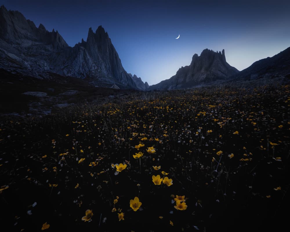 Twilight Mountain Flowers Moon by Yuan Cui — canvas wall art