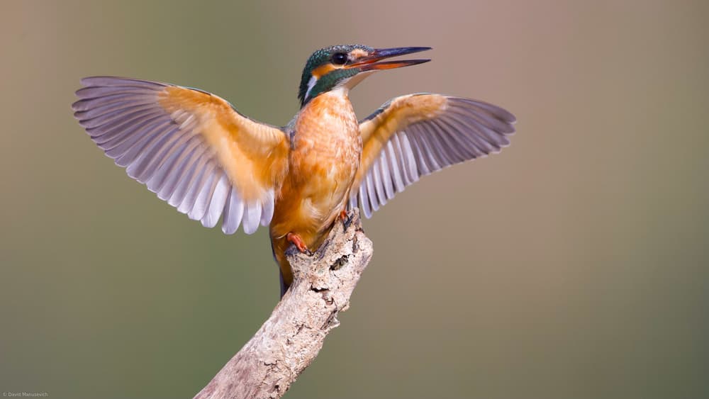 Kingfisher by David Manusevich — canvas wall art