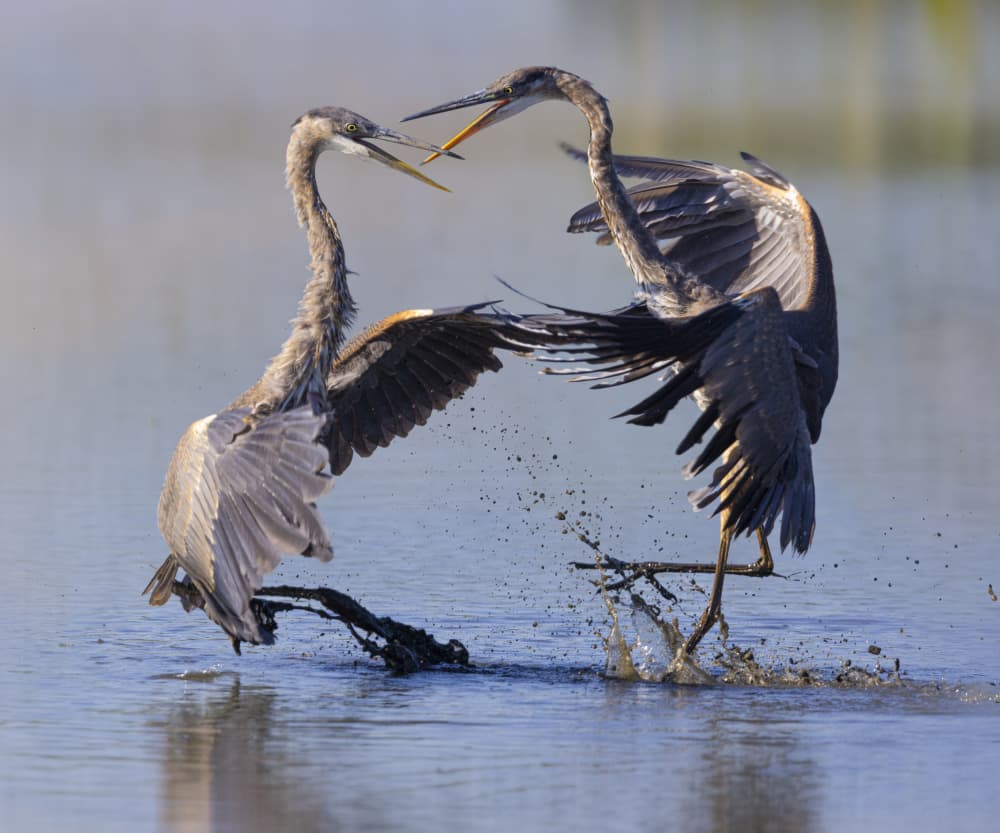 Fighting Great Herons by Mountain Cloud — canvas wall art