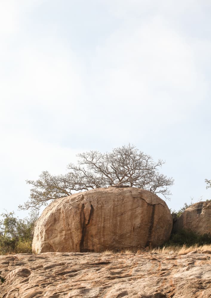 Tree on a Boulder by Shot by Clint — canvas wall art