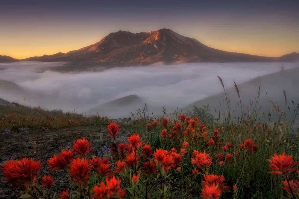 Mount St. Helens Sunrise Flowers by Lydia Jacobs — canvas wall art