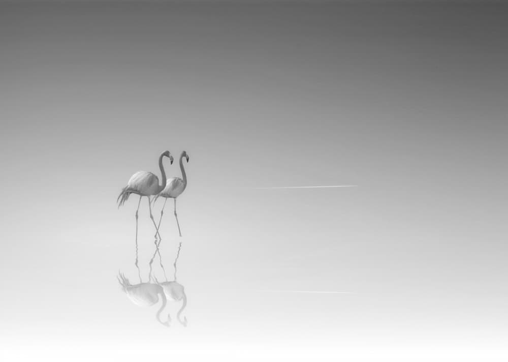 Graceful Flamingos Reflection by Anna Cseresnjes — canvas wall art