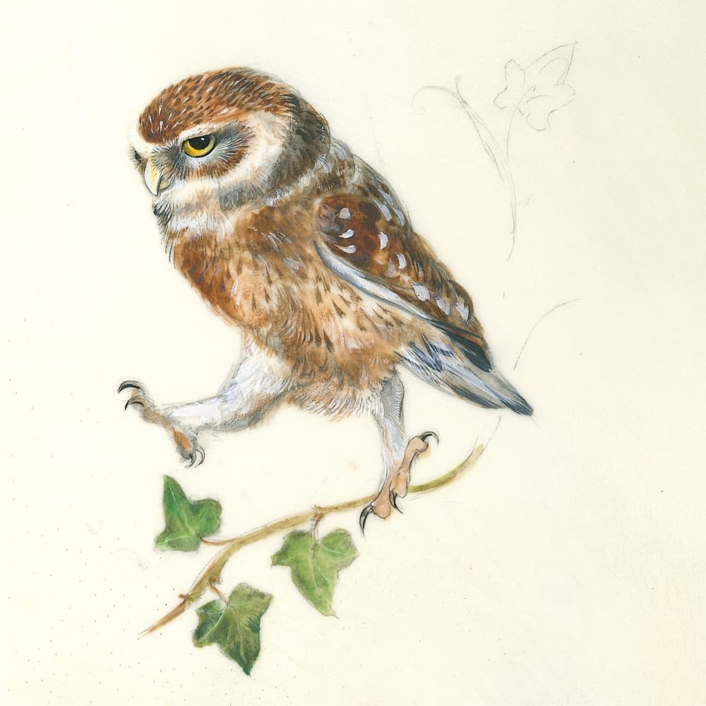 A Determined Owl by Isabelle Brent — canvas wall art