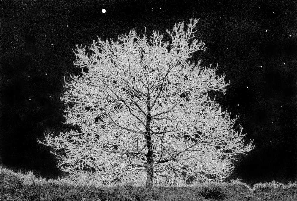 Starlit Winter Tree by Huib Limberg — canvas wall art