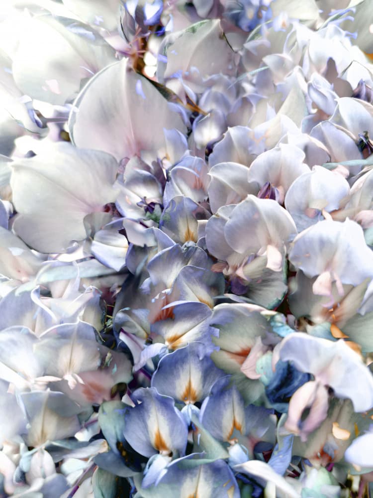 Pastel Petal Cascade by Angelo Cerantola — canvas wall art