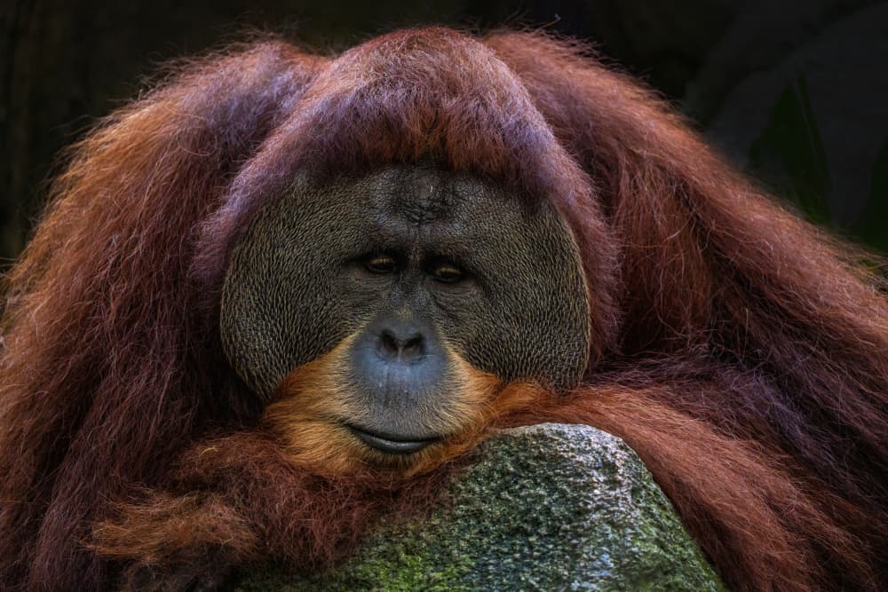 Pensive Orangutan by TWEE LIANG WONG — canvas wall art