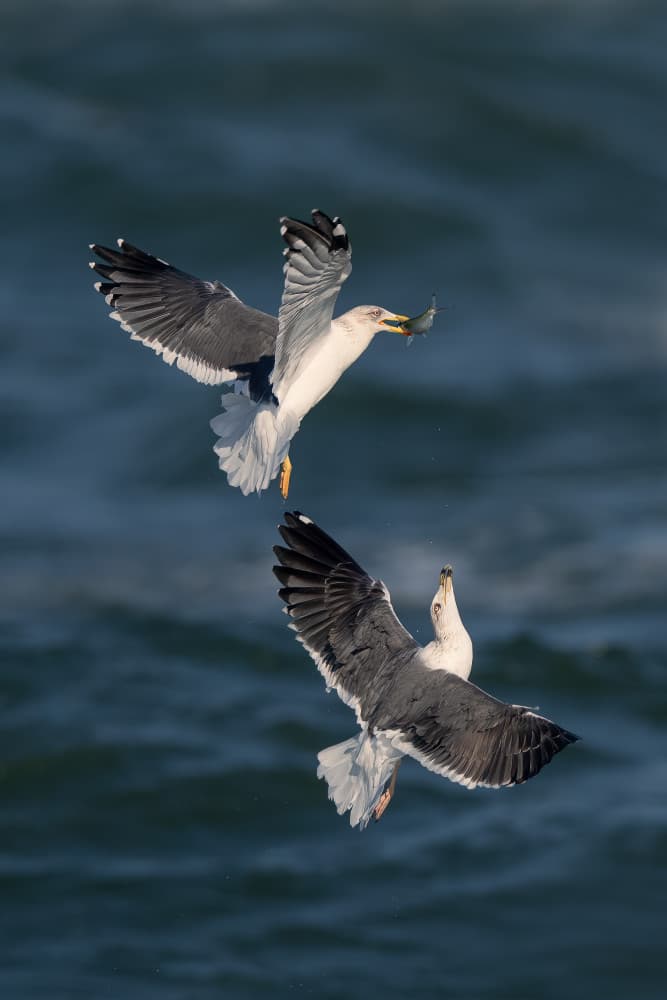 Flying Seagulls Fishing by John Fan — canvas wall art
