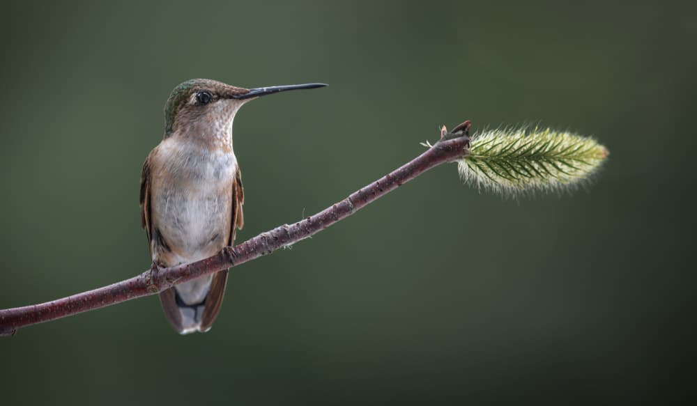 Hummingbird on Green Bud by Atul Saluja — canvas wall art