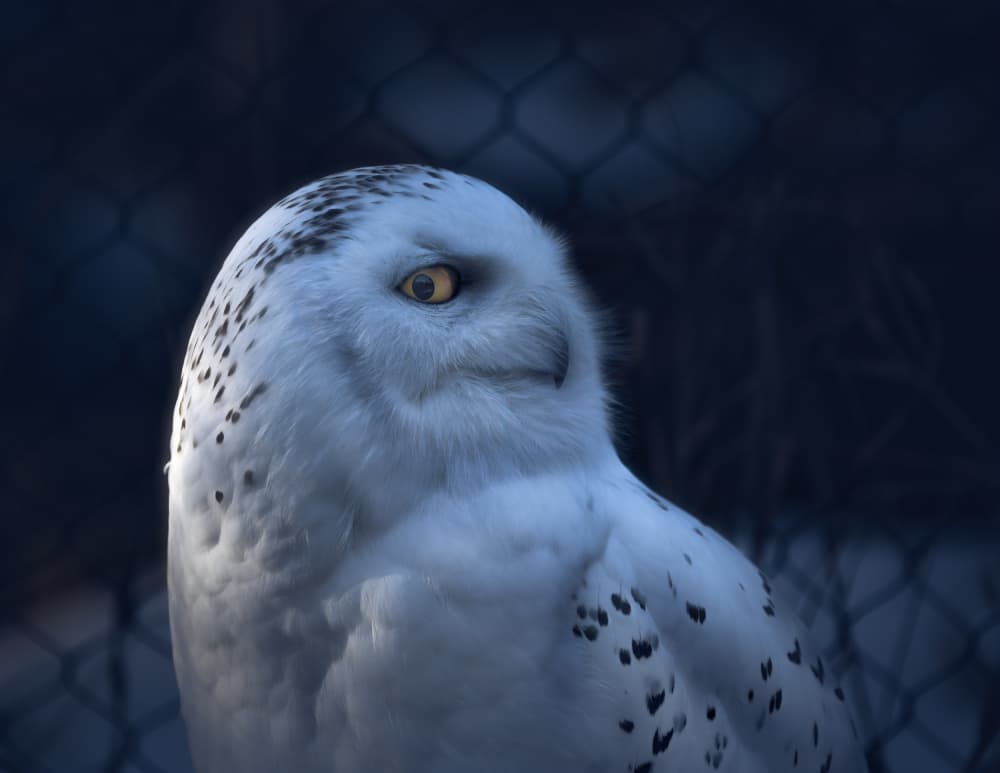 Majestic Snowy Owl by Alex Zhao — canvas wall art