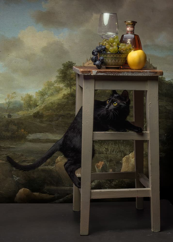 Curious Cat Still Life by Paul Adrian Chis — canvas wall art