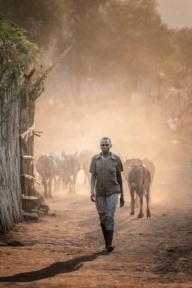 African Woman Herding Cattle by Trevor Cole — canvas wall art