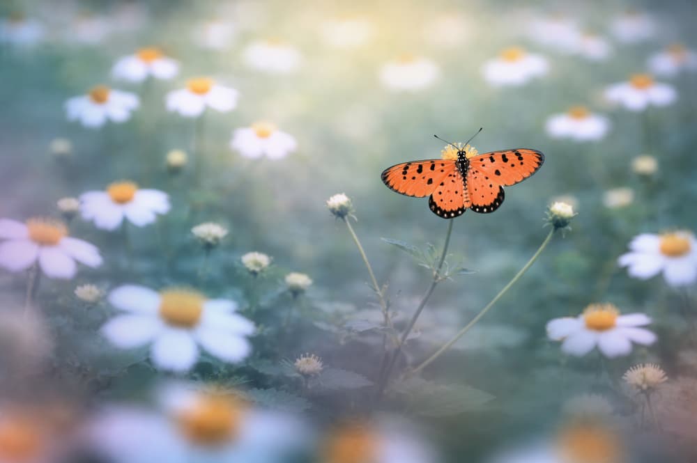 Orange Butterfly Meadow by Edy Pamungkas — canvas wall art