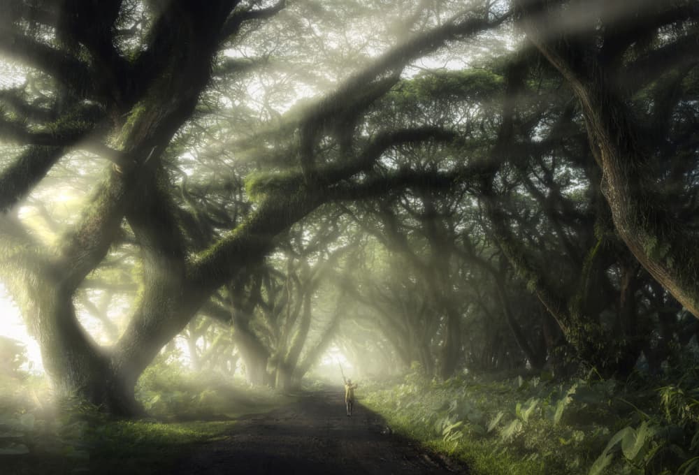 Misty Forest Path by NingYun Ye — canvas wall art