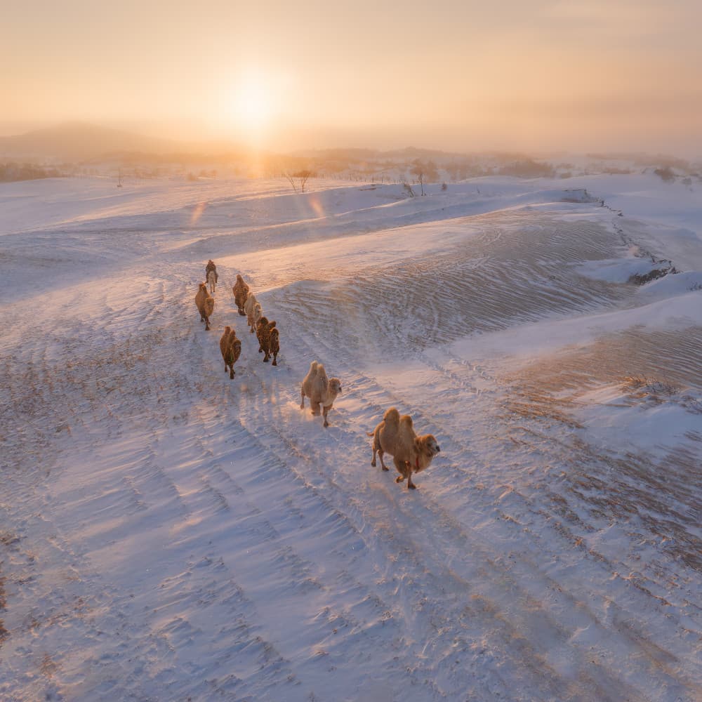 Sunrise Desert Camels by Bingo Z — canvas wall art
