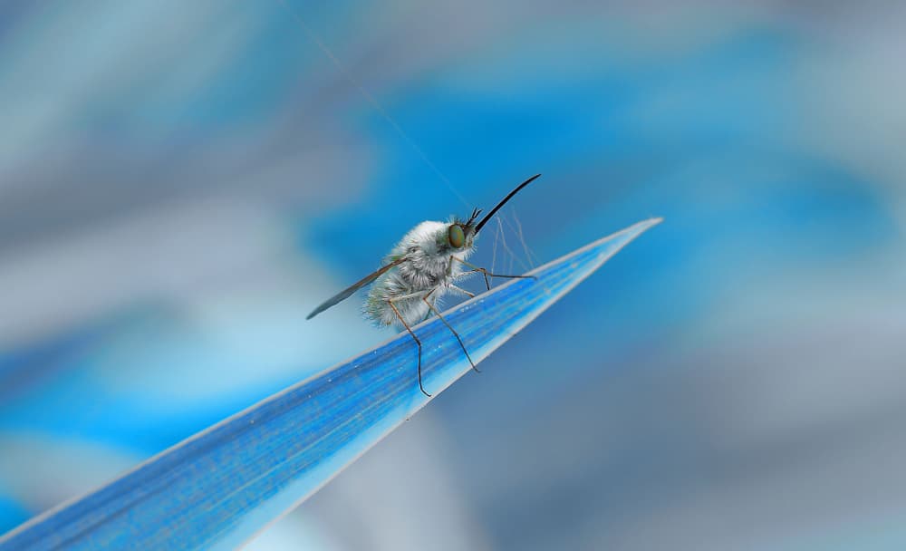 Fuzzy Bee Fly in Blue by Thierry Dufour — canvas wall art