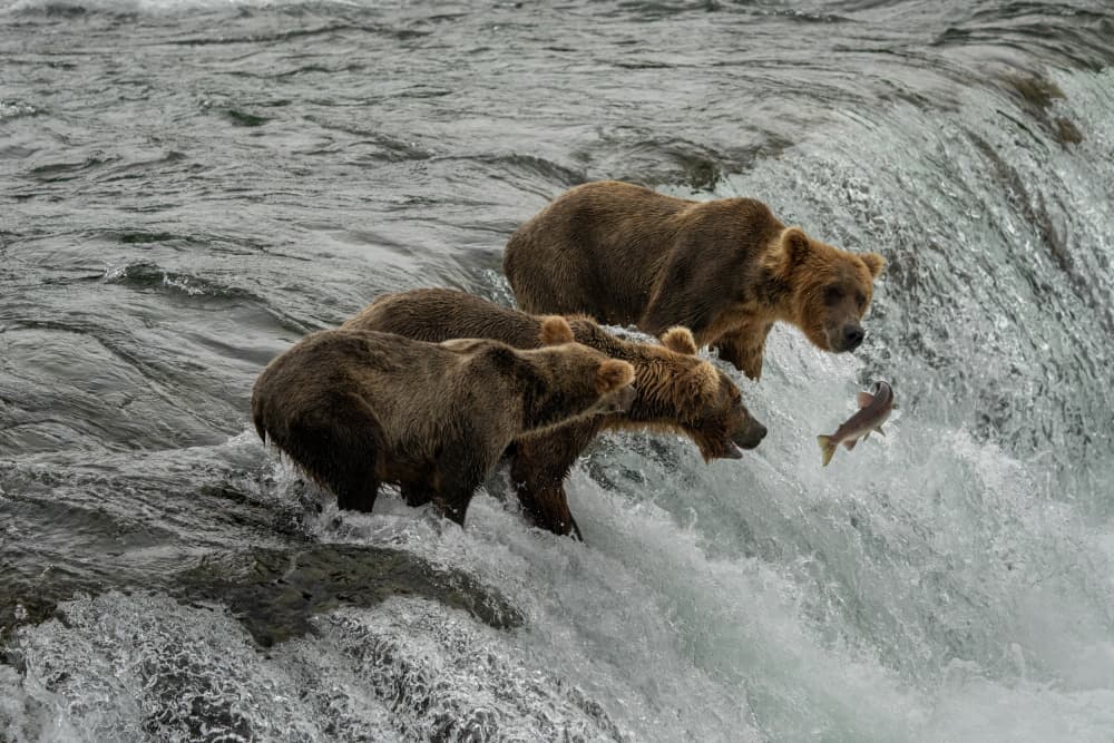 Grizzly Bears Catching Salmon by Yuan Su — canvas wall art