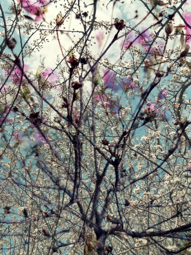 Pink White Spring Blossoms by Angelo Cerantola — canvas wall art