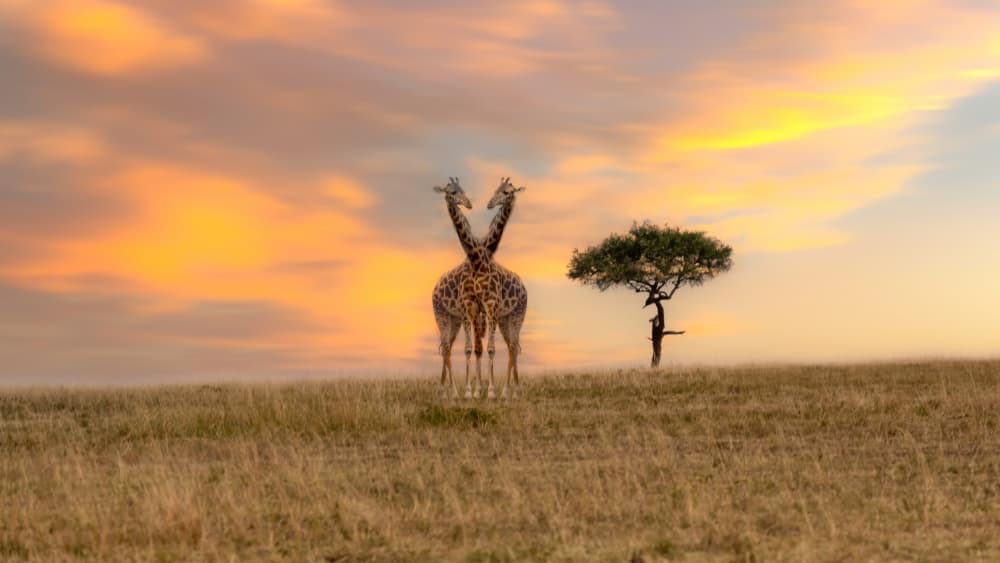 Giraffe Heart Sunset by Ken Liang — canvas wall art