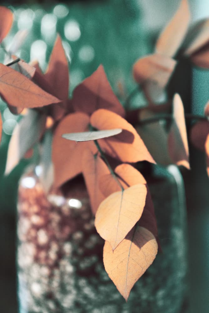 Warm Autumn Leaves by Christina Sillen — canvas wall art