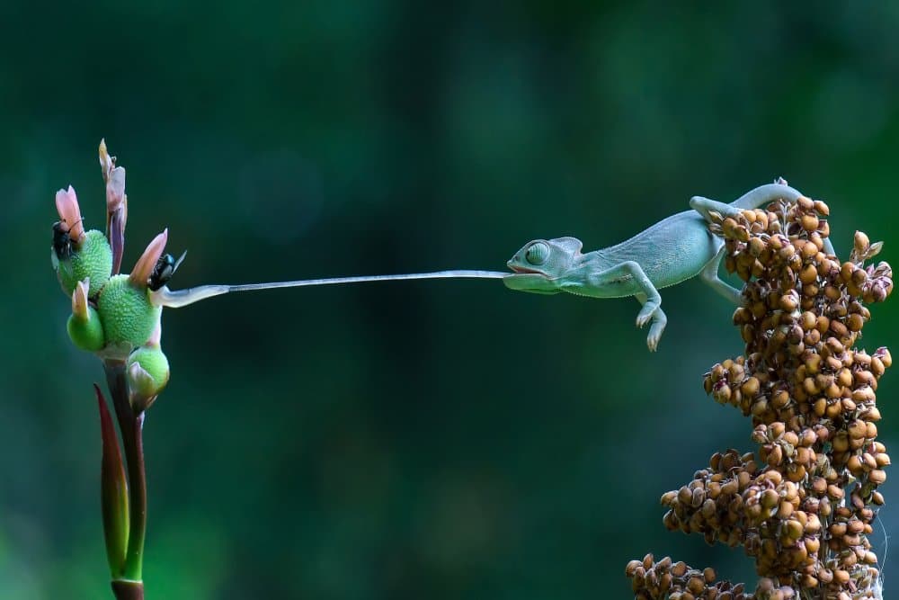 Chameleon Tongue Strike by Ajar Setiadi — canvas wall art