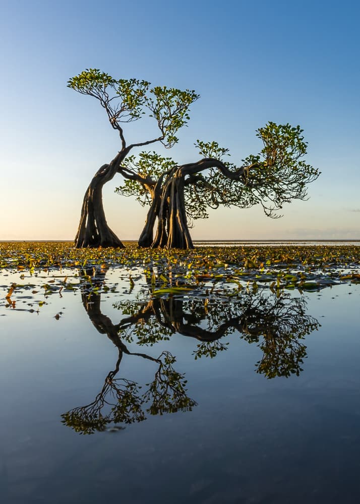 Mangrove Morning Reflection by Irene Wu — canvas wall art