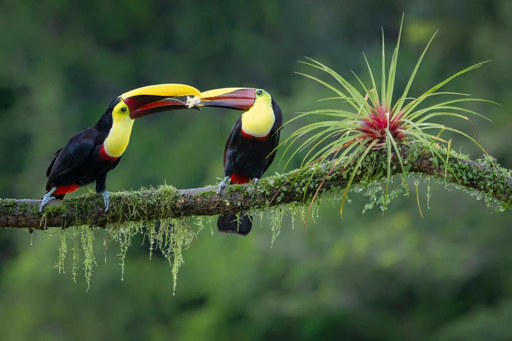 Toucans Sharing Food by Renee Doyle — canvas wall art
