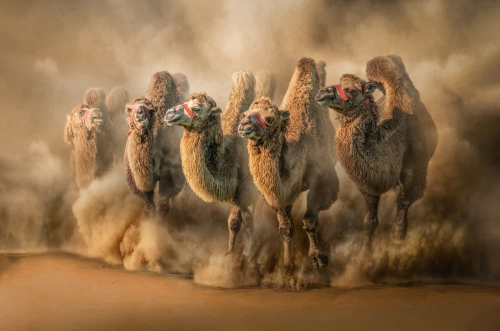 Running Desert Camels by Marcel Egger — canvas wall art