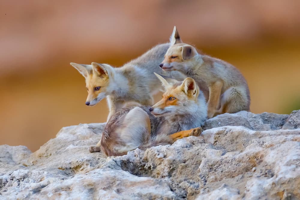 Desert Fox Family by David Manusevich — canvas wall art