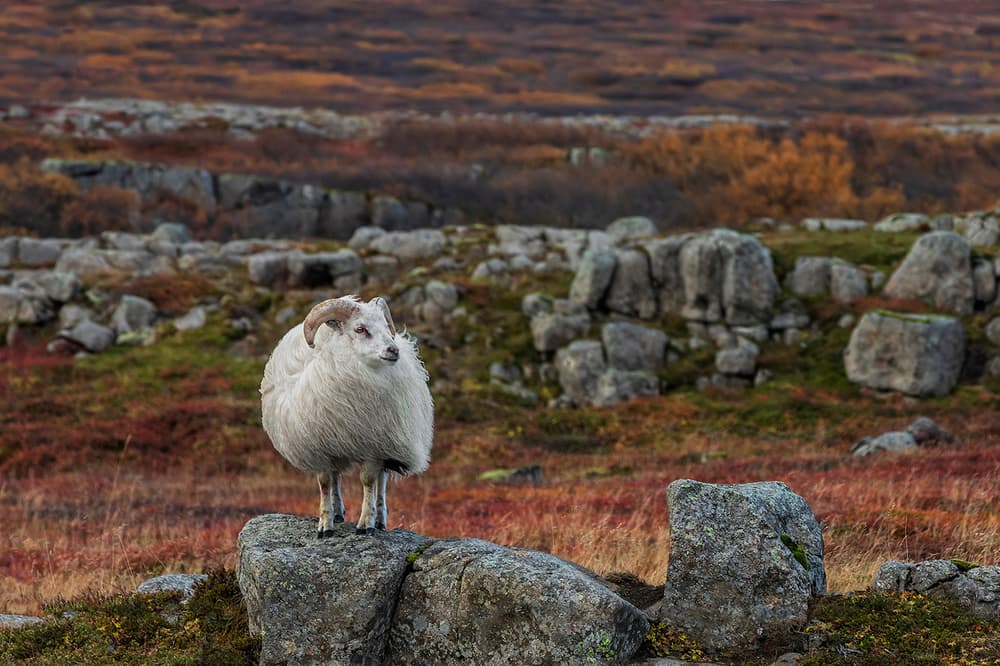 Wild Ram in Autumn by Bragi Ingibergsson - BRIN — canvas wall art