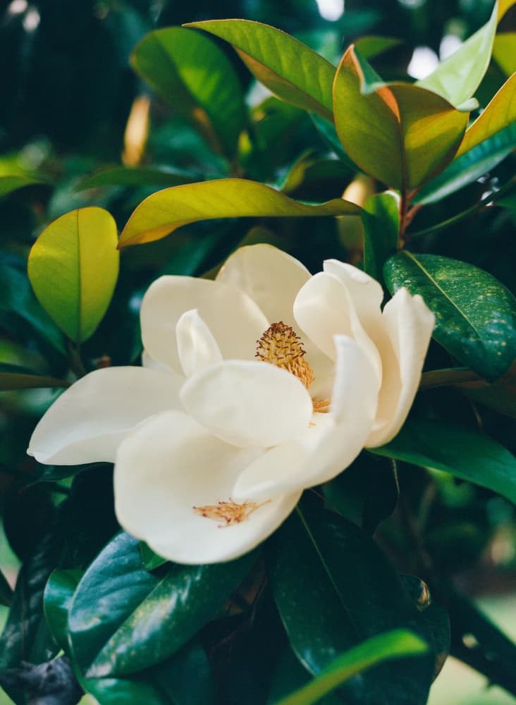 Delicate Magnolia Flower by Bethany Young — canvas wall art