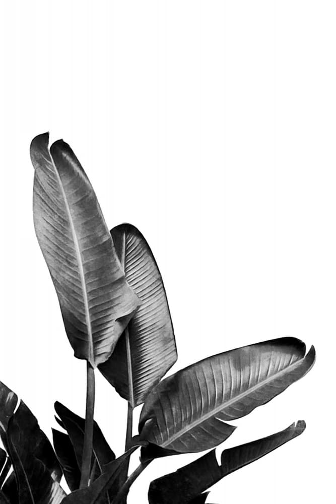 Monochrome Tropical Leaves by amini54 — canvas wall art