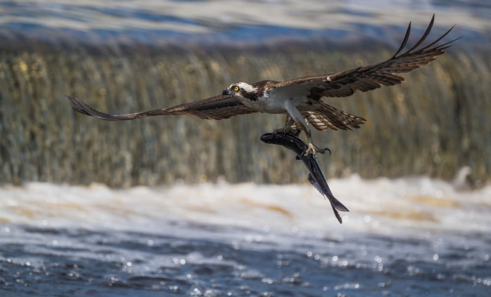 Osprey's River Catch by Xiaobing Tian — canvas wall art