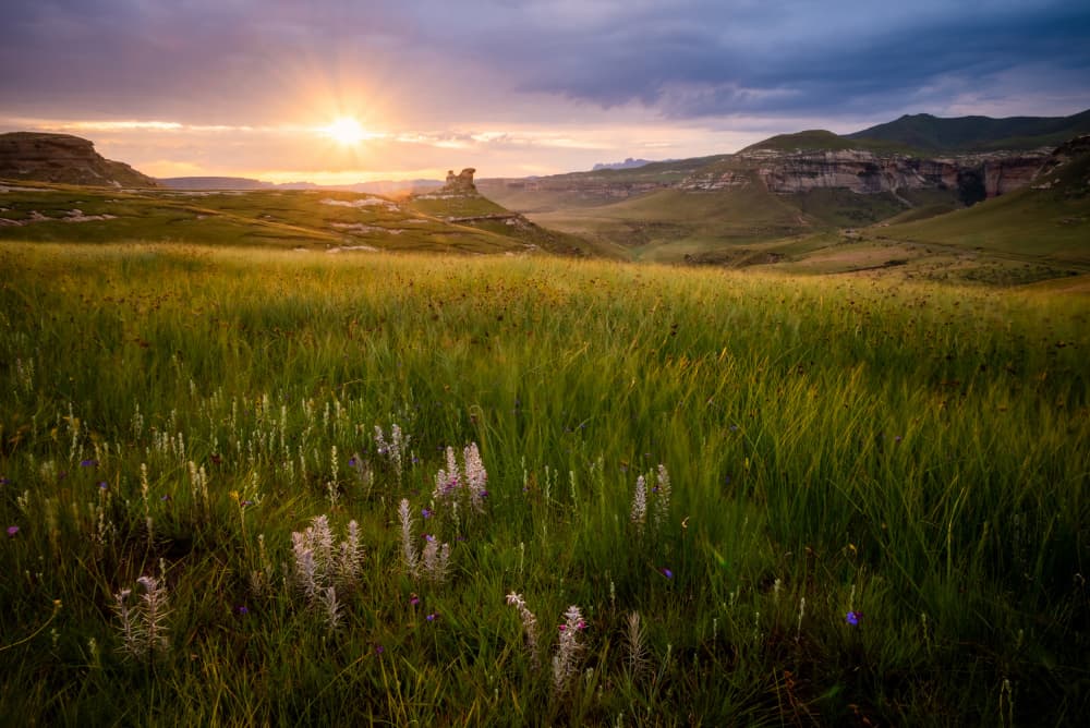 Golden Hills Wildflower Sunset by Brian van Niekerk — canvas wall art