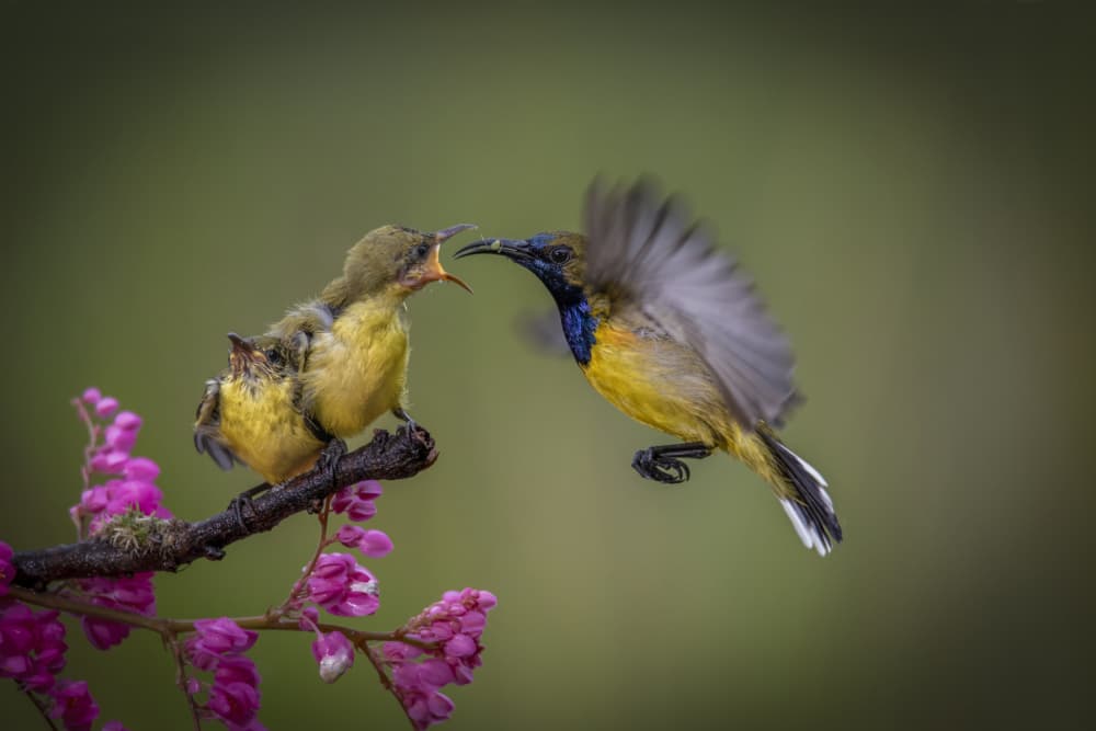 Sunbird Feeding Baby Bird by Ajar Setiadi — canvas wall art