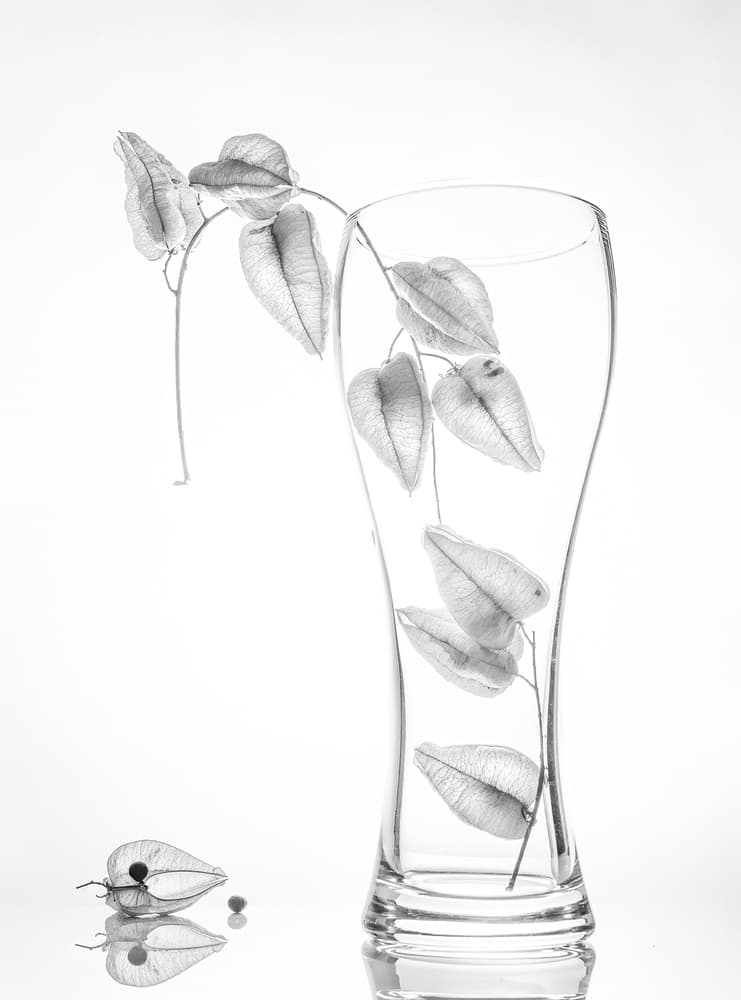 Transparent Botanical Still Life by Aidong Ning — canvas wall art