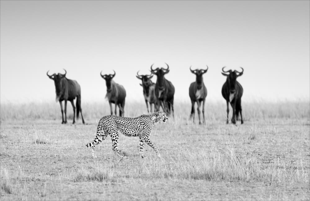 Cheetah Stalks Wildebeest by Juan Luis Duran — canvas wall art