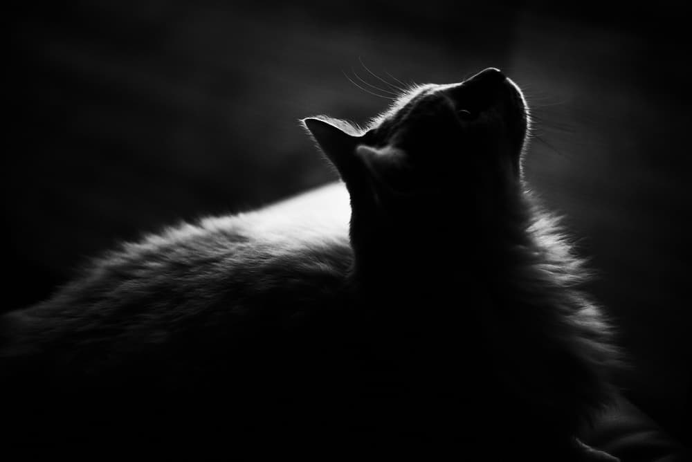 Graceful Cat Silhouette by Rui Caria — canvas wall art