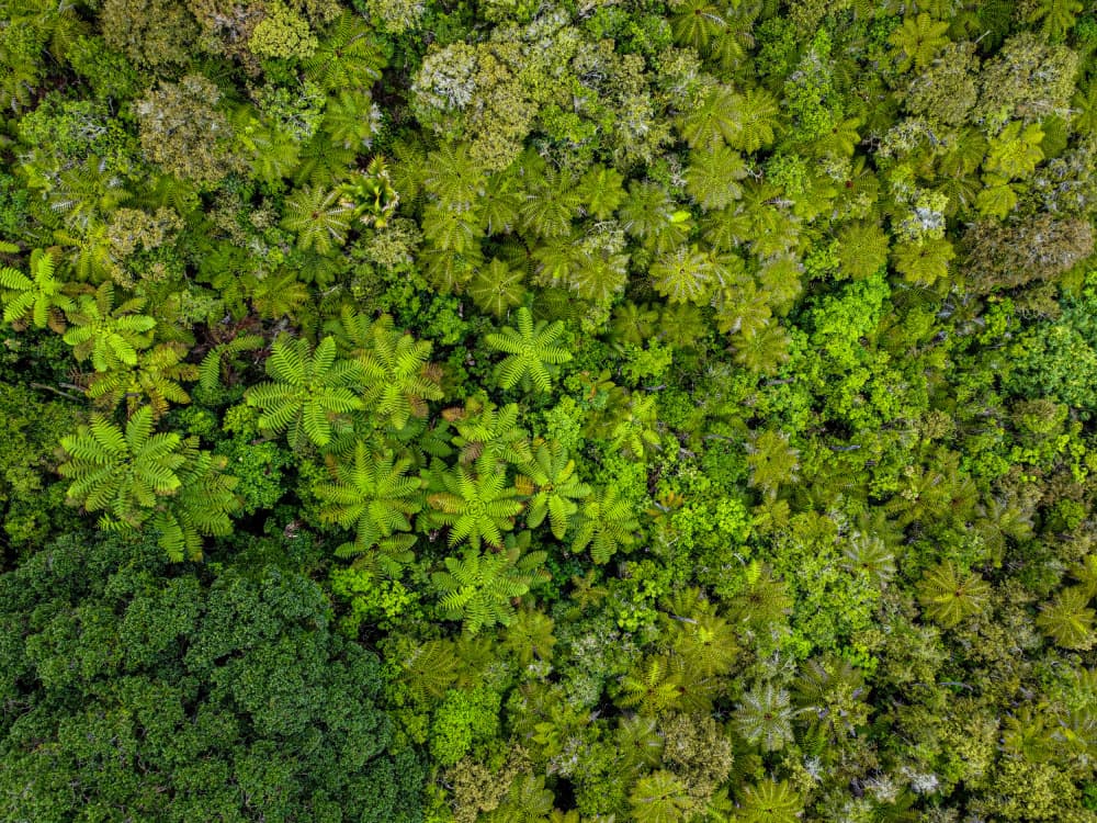 Lush Rainforest Aerial by Martin Blahák — canvas wall art