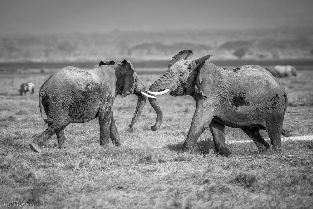 Playful African Elephants by Jeffrey C. Sink — canvas wall art