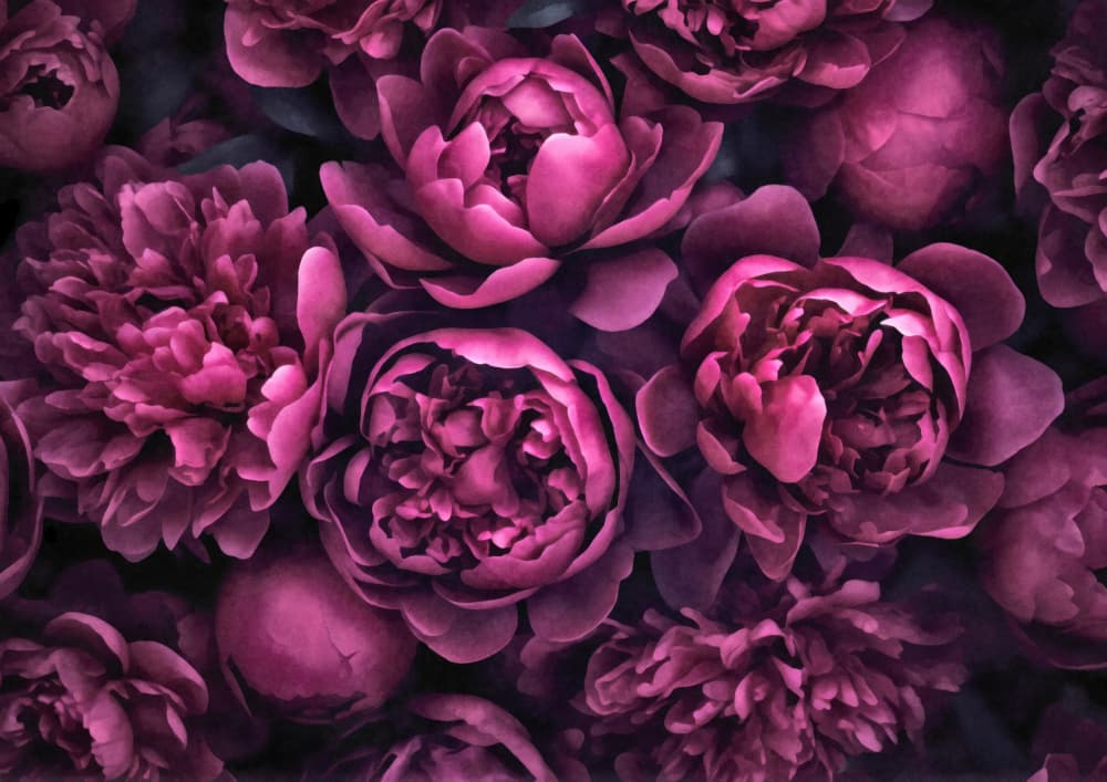 Dark Magenta Peonies by Andrea Haase — canvas wall art