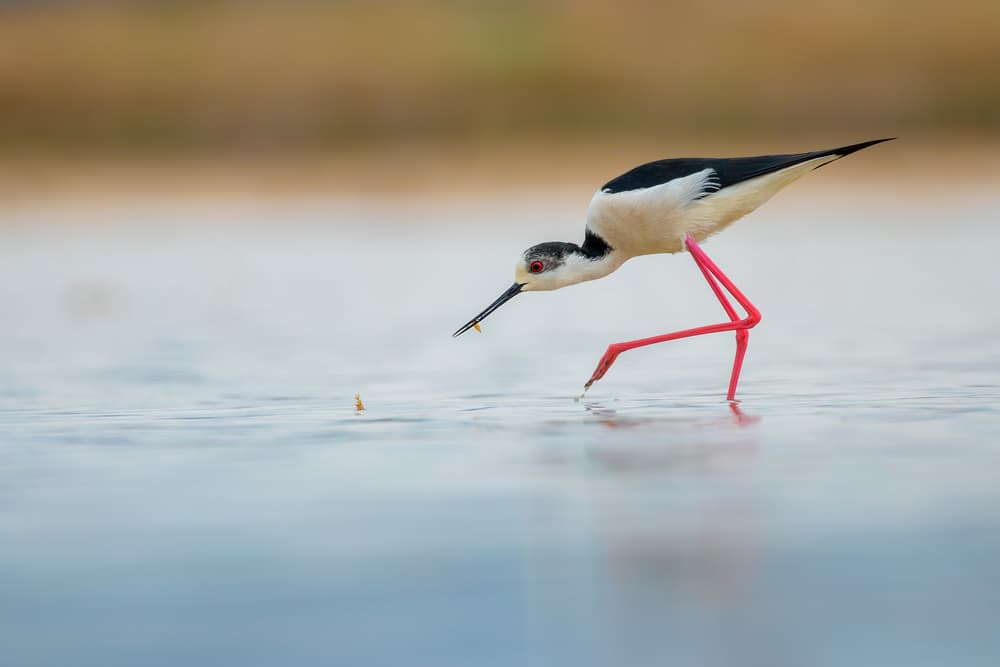 Elegant Foraging Stilt by TONY GORAN — canvas wall art
