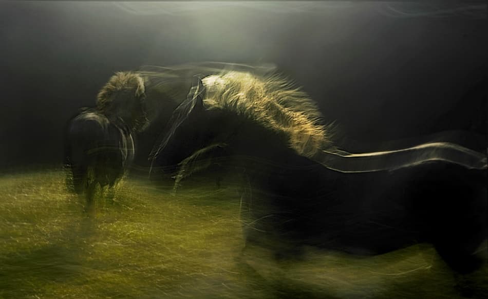 Wild Horses In Motion by Milan Malovrh — canvas wall art
