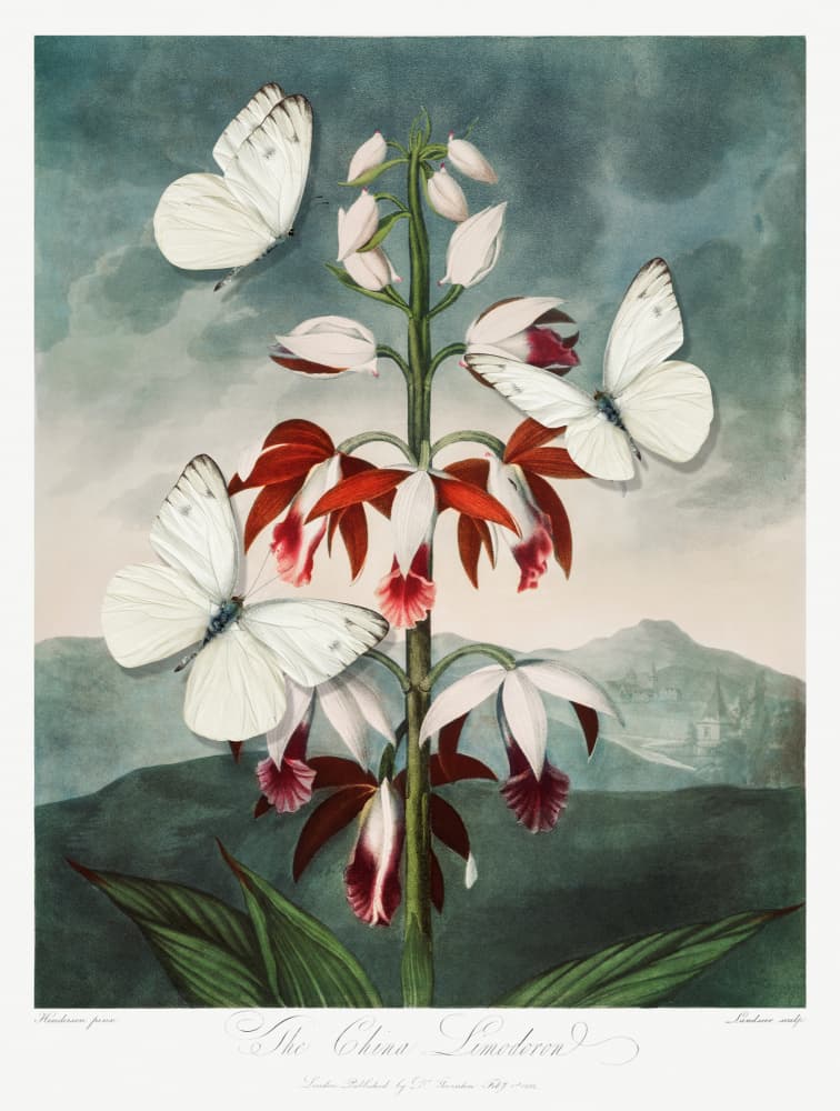 White Butterflies Red Orchids by Marja van den Hurk — canvas wall art