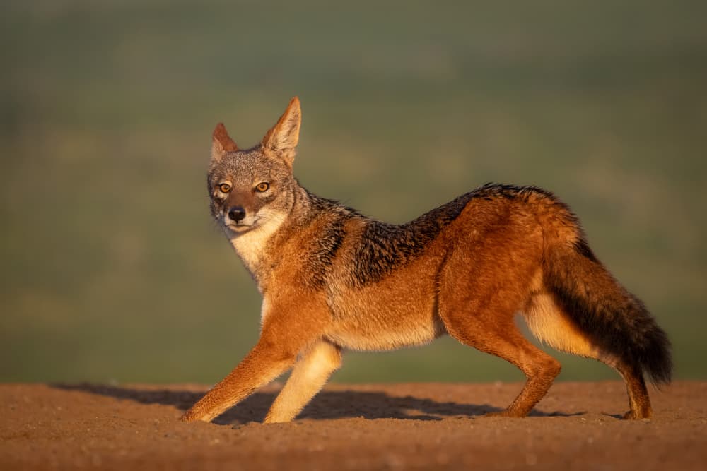 Golden Hour Jackal by Mark Strom — canvas wall art