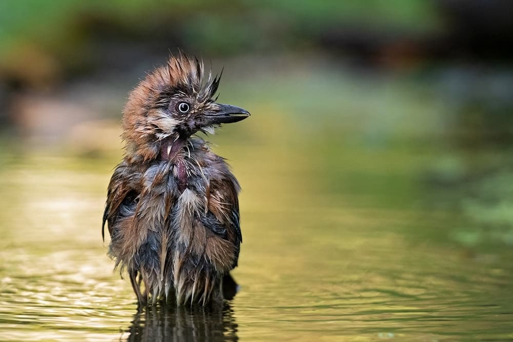Wet Ruffled Bird by Marco Pozzi — canvas wall art