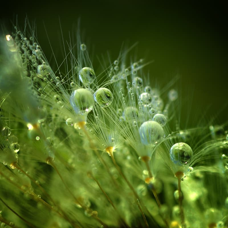 Morning Dew Dandelion by Norbert Maier — canvas wall art