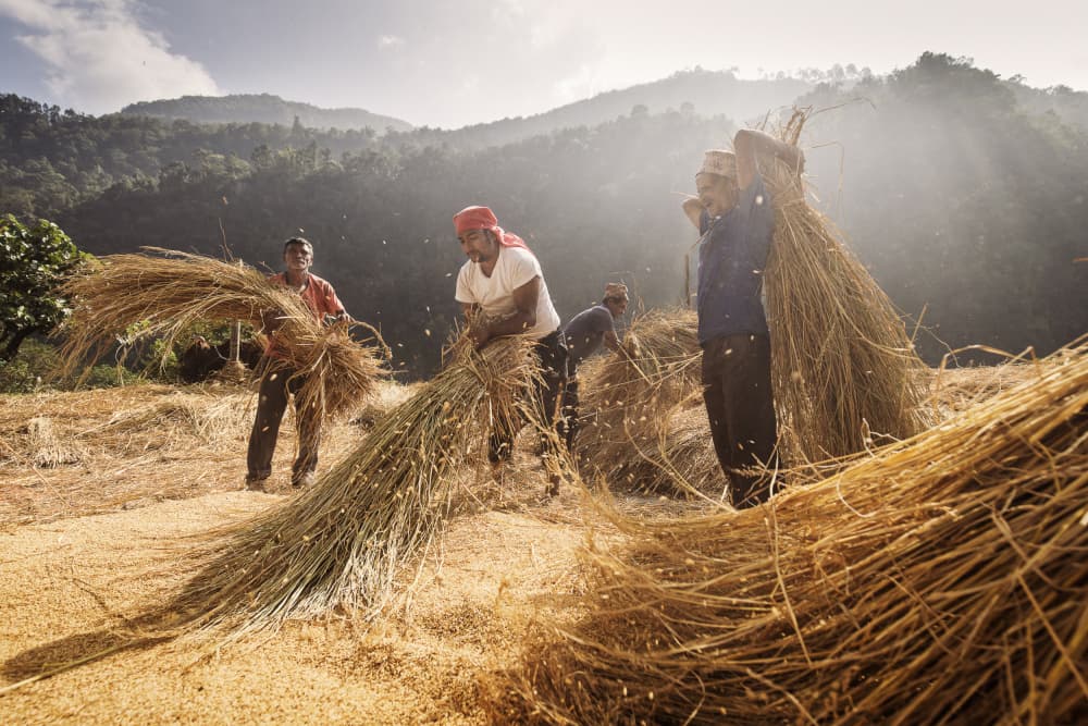 Golden Rice Threshing by Dan Mirica — canvas wall art