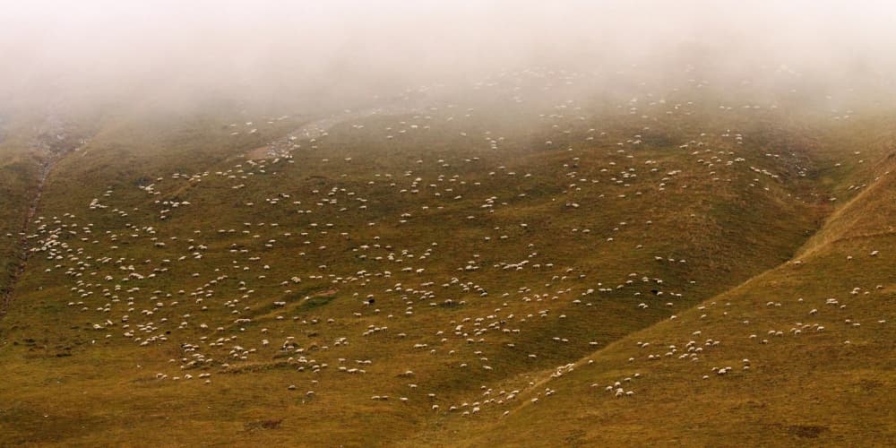 Flock on Foggy Hill by Eyal Bussiba — canvas wall art