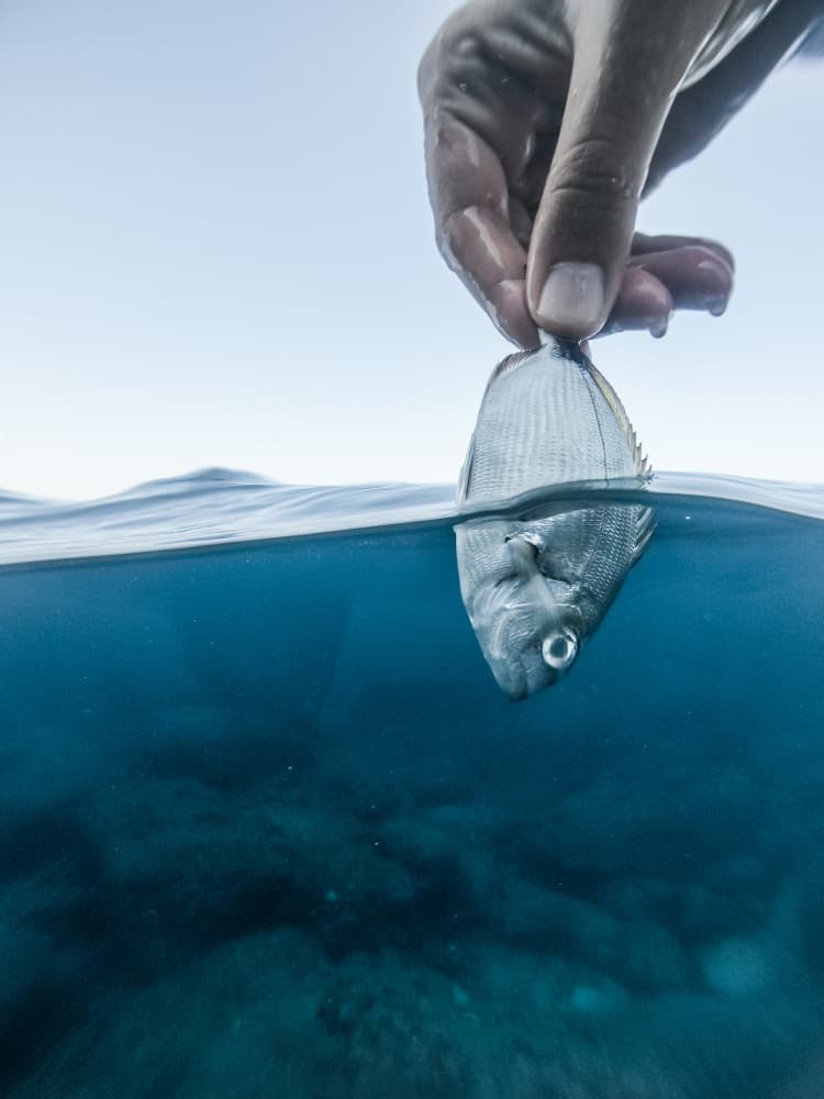 Hand Holding Ocean Fish by Hilal safarjalani — canvas wall art